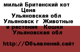 милый Британский кот › Цена ­ 1 000 - Ульяновская обл., Ульяновск г. Животные и растения » Кошки   . Ульяновская обл.